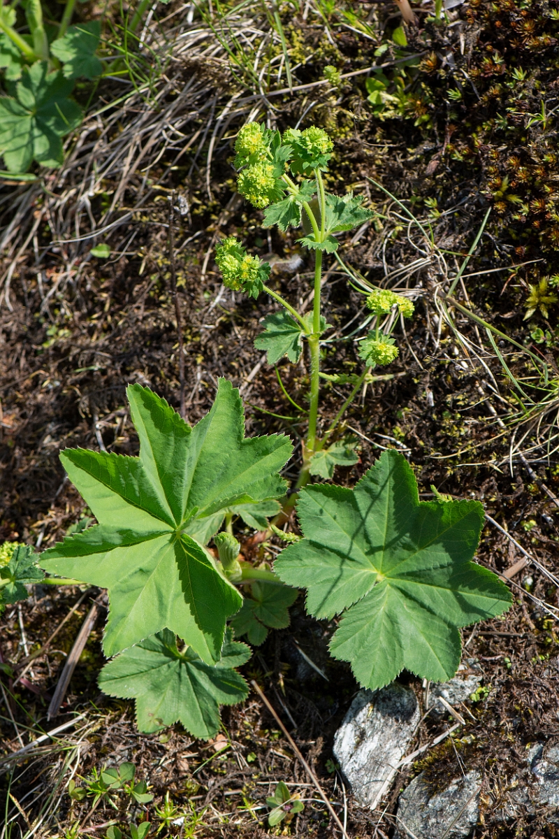 David Plant Photography - Wildlife Photography - Pale ladys-mantle - A.JPG - Pale ladys-mantle - Perthshire