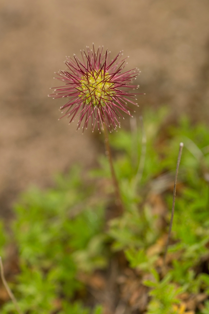 David Plant Photography - Wildlife Photography - Piripiri bur - A.jpg - Piripiri bur - Northumberland
