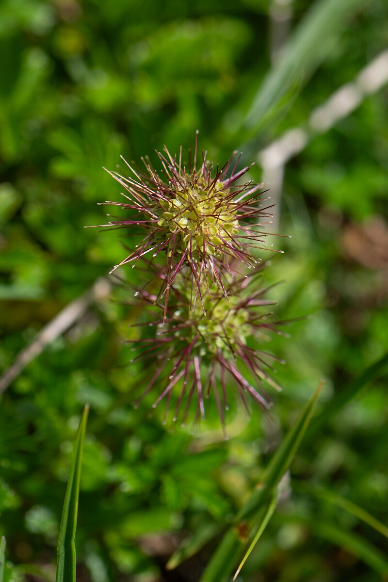 David Plant Photography - Wildlife Photography - Piripiri bur - C.jpg - Piripiri bur - Northumberland