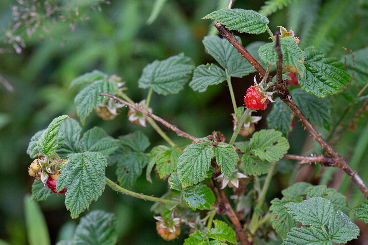 David Plant Photography - Wildlife Photography - Raspberry - A.jpg - Raspberry - Highland
