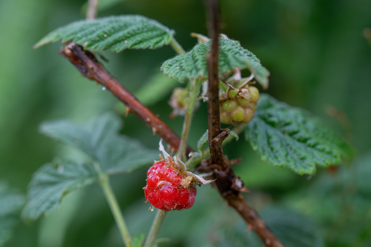 David Plant Photography - Wildlife Photography - Raspberry - B.jpg - Raspberry - Highland