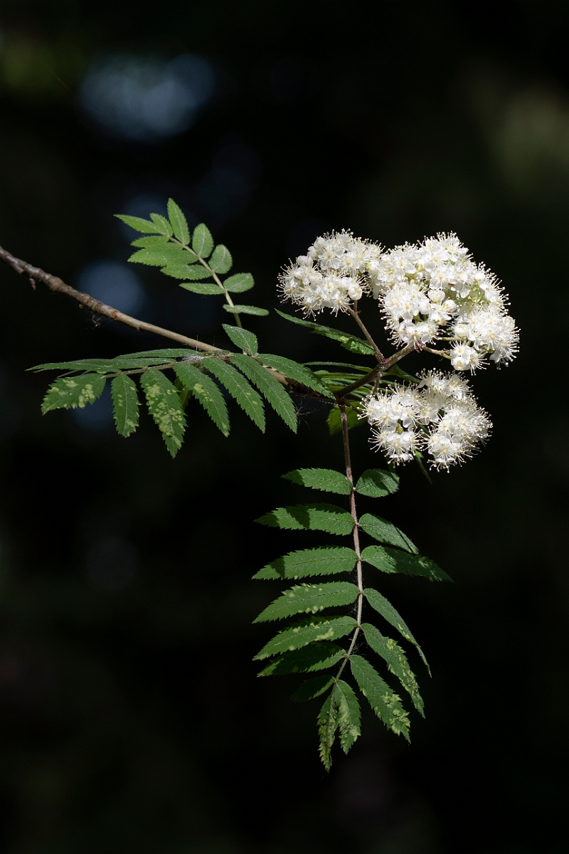 David Plant Photography - Wildlife Photography - Rowan - B.jpg - Rowan - Surrey