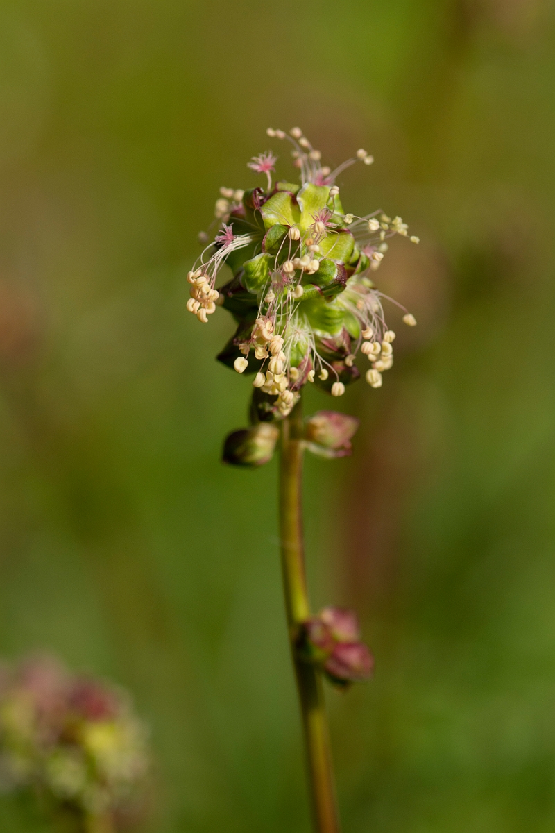 David Plant Photography - Wildlife Photography - Salad burnet - A.jpg - Salad burnet - Cotswolds
