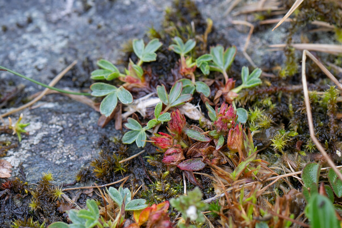 David Plant Photography - Wildlife Photography - Sibbaldia - A.jpg - Sibbaldia - Perthshire