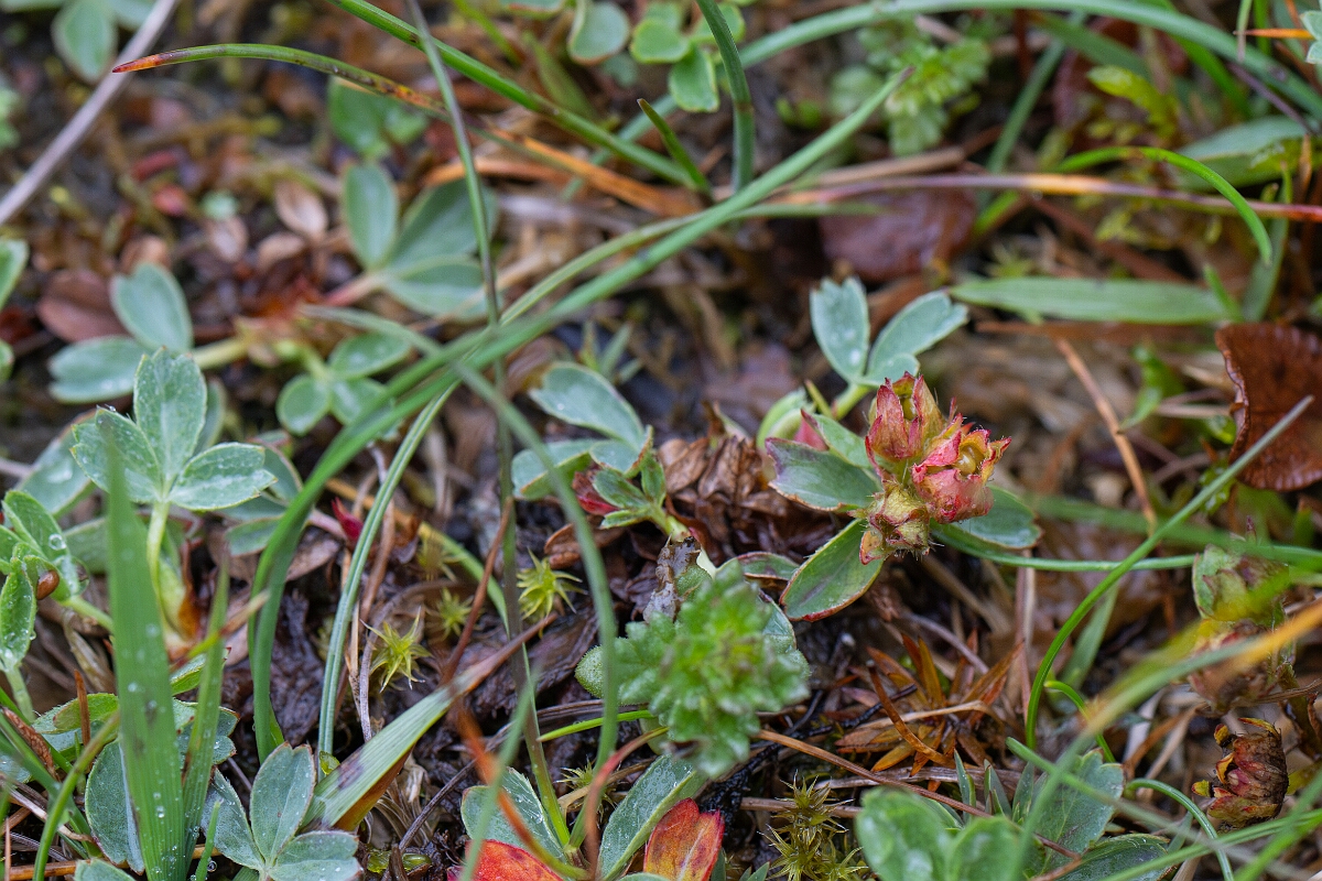 David Plant Photography - Wildlife Photography - Sibbaldia - B.jpg - Sibbaldia - Perthshire