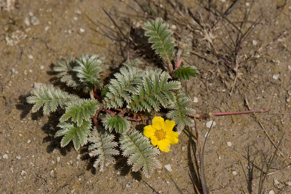 David Plant Photography - Wildlife Photography - Silverweed - A.jpg - Silverweed - Anglesey