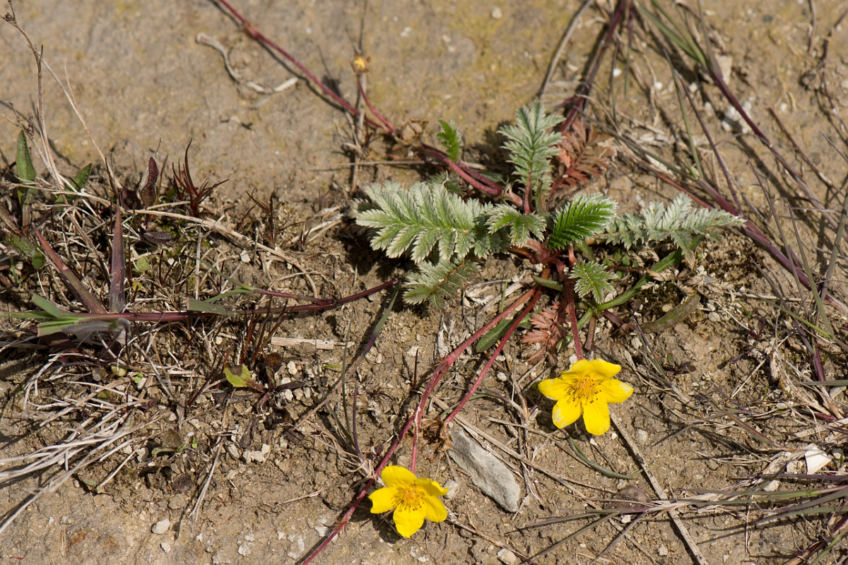 David Plant Photography - Wildlife Photography - Silverweed - B.jpg - Silverweed - Anglesey