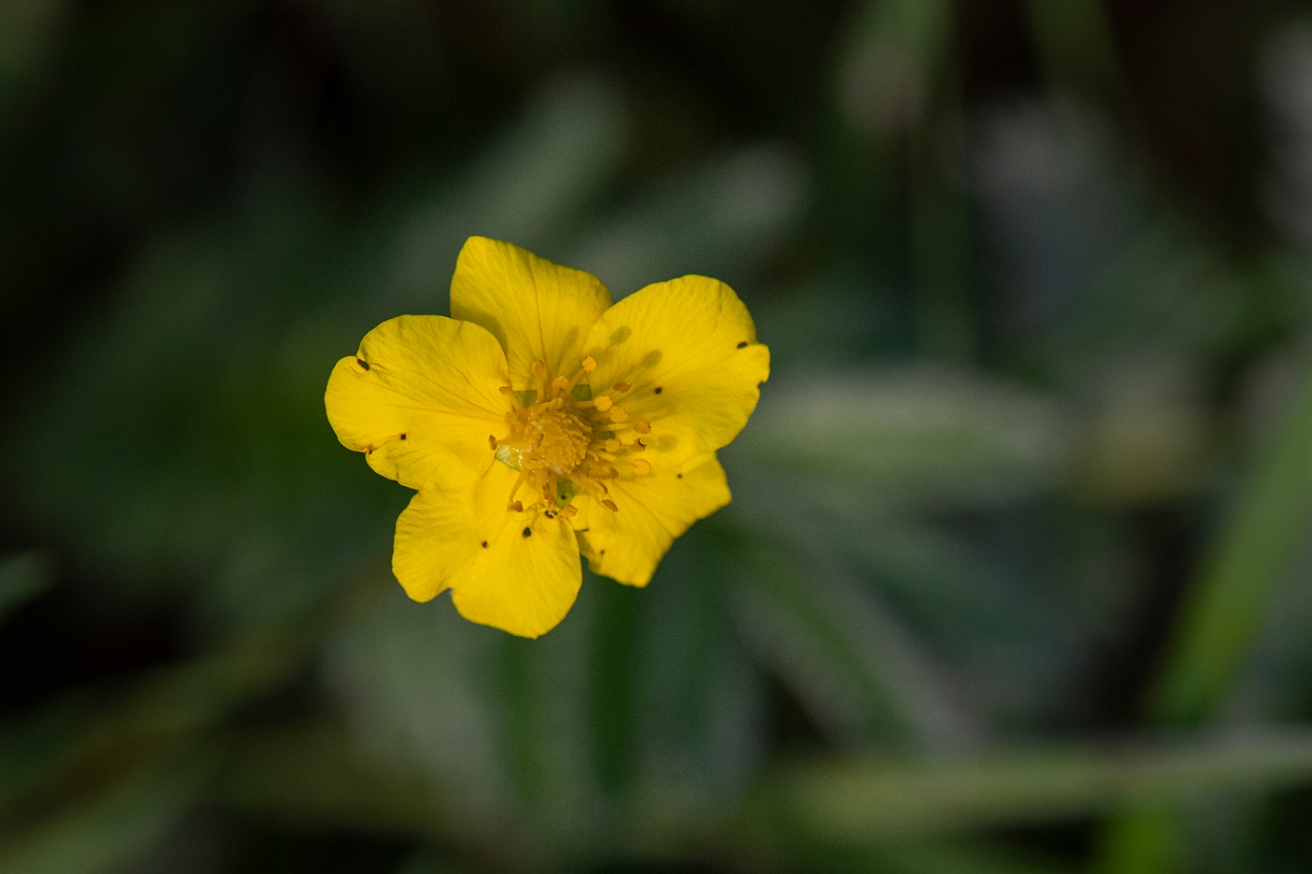 David Plant Photography - Wildlife Photography - Silverweed - C.JPG - Silverweed - Cambridgeshire