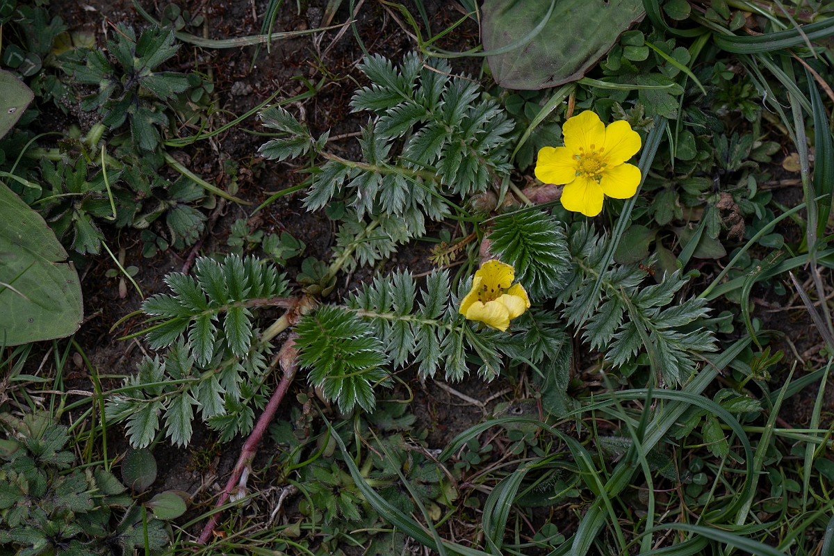 David Plant Photography - Wildlife Photography - Silverweed - D.JPG - Silverweed - Norfolk