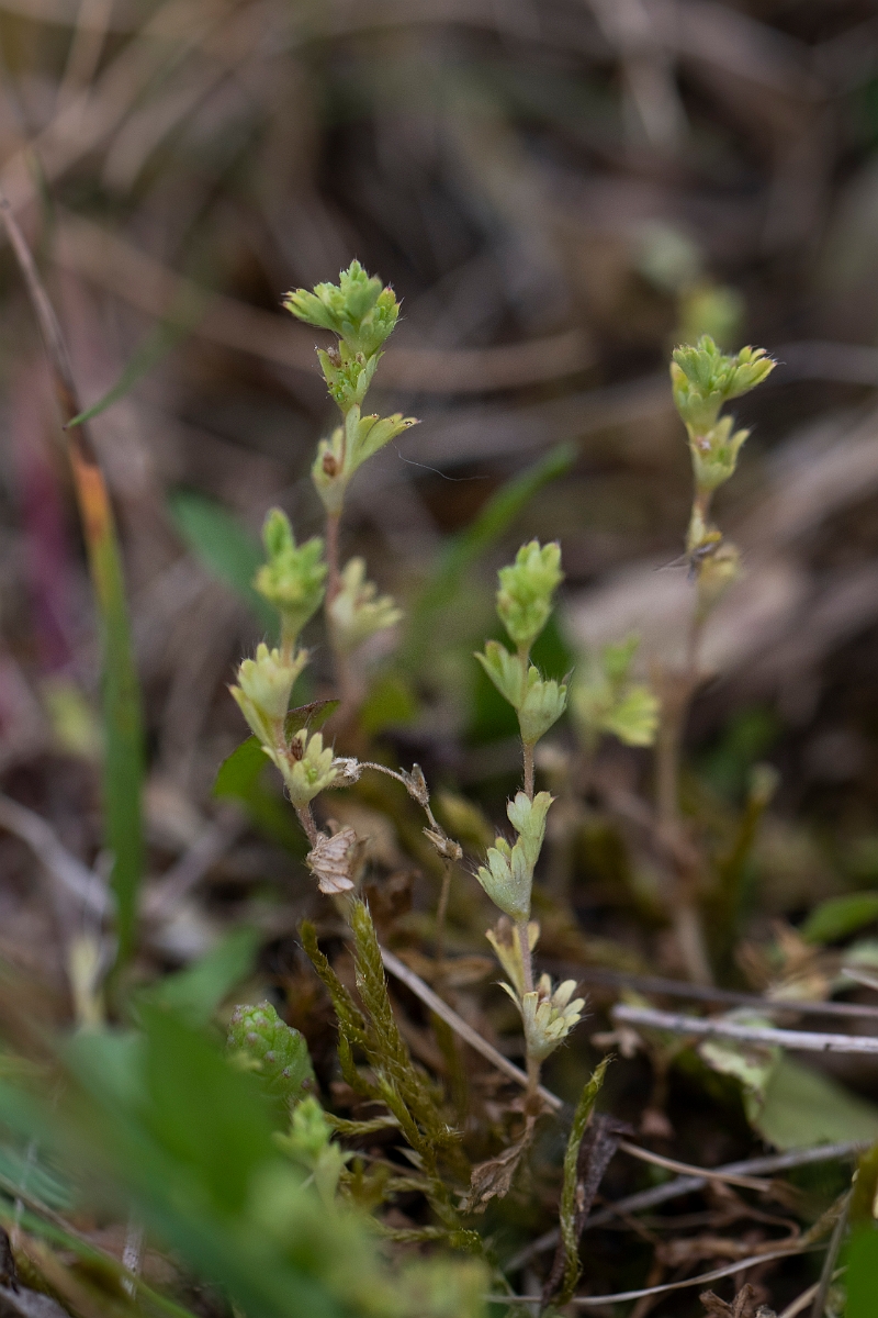 David Plant Photography - Wildlife Photography - Slender parsley-piert - A.JPG - Slender parsley-piert - Norfolk