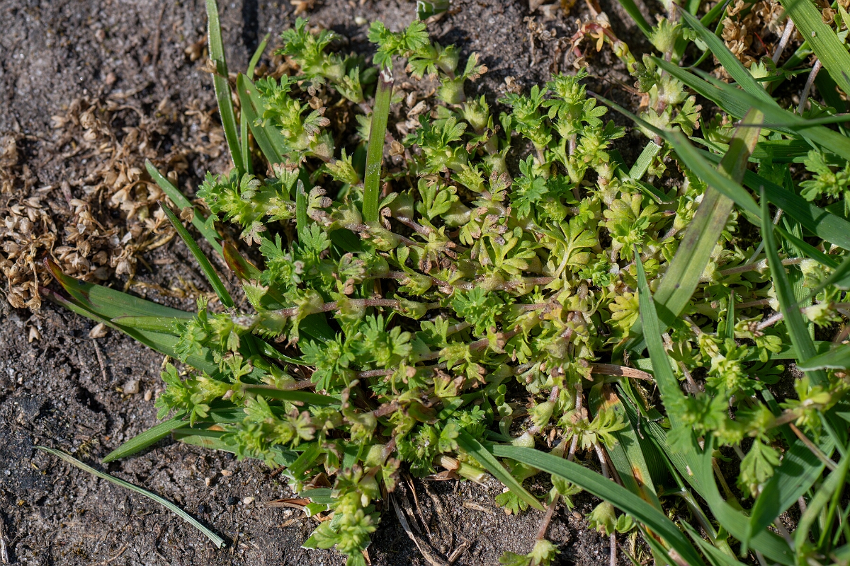 David Plant Photography - Wildlife Photography - Slender parsley-piert - B.jpg - Slender parsley-piert - Norfolk