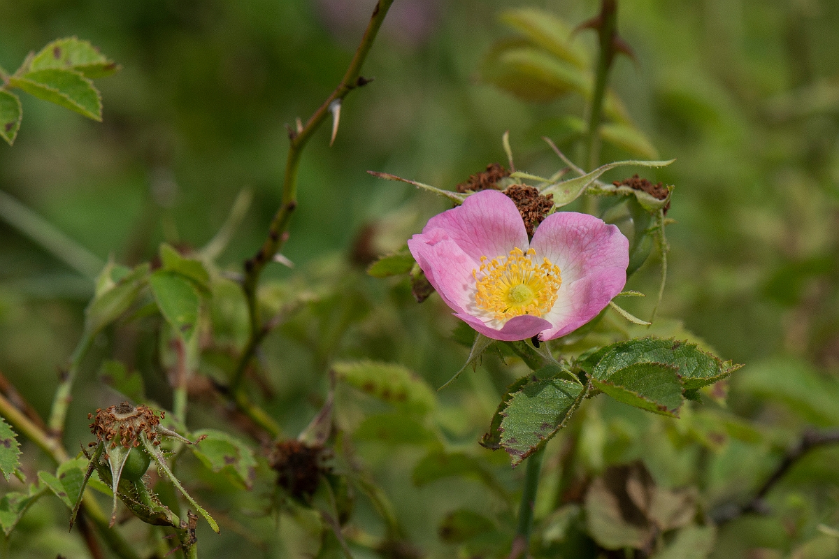 David Plant Photography - Wildlife Photography - Small-flowered sweet-briar, Rosa micrantha - A.JPG - Small-flowered sweet-briar, Rosa micrantha - Cambridgeshire