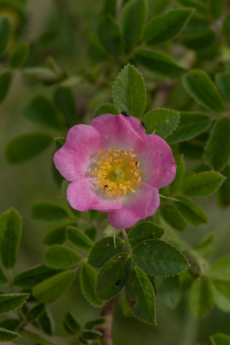 David Plant Photography - Wildlife Photography - Small-flowered sweet-briar, Rosa micrantha - C.JPG - Small-flowered sweet-briar, Rosa micrantha - Cambridgeshire