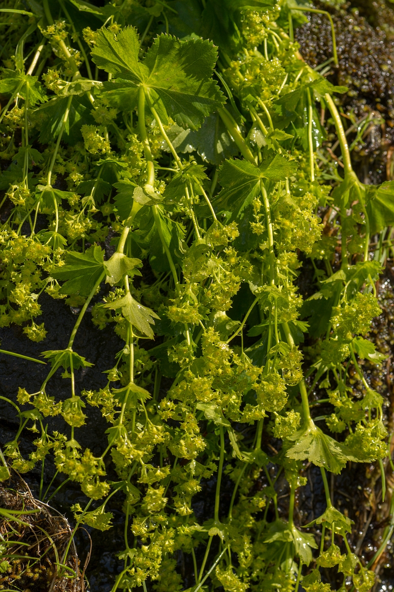 David Plant Photography - Wildlife Photography - Smooth ladys-mantle - A.jpg - Smooth ladys-mantle - Perthshire