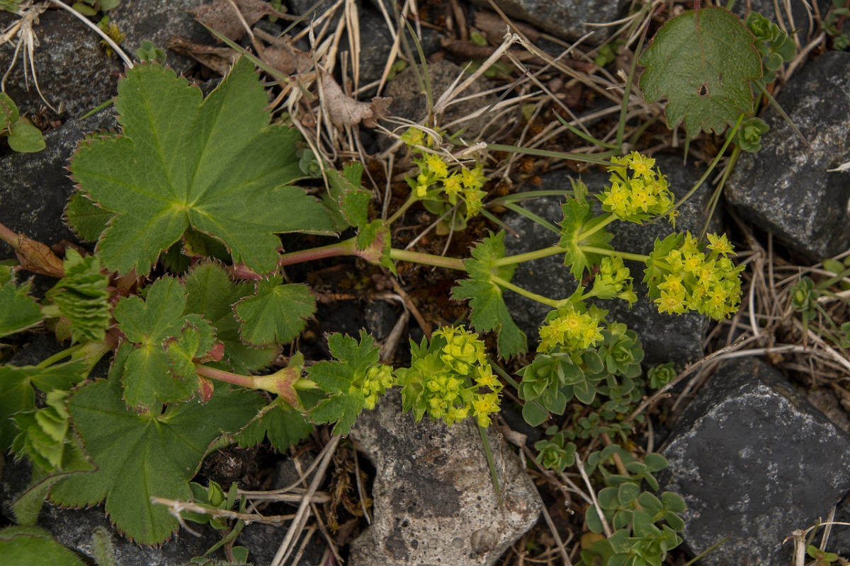 David Plant Photography - Wildlife Photography - Smooth ladys-mantle - B.jpg - Smooth ladys-mantle - Ayrshire