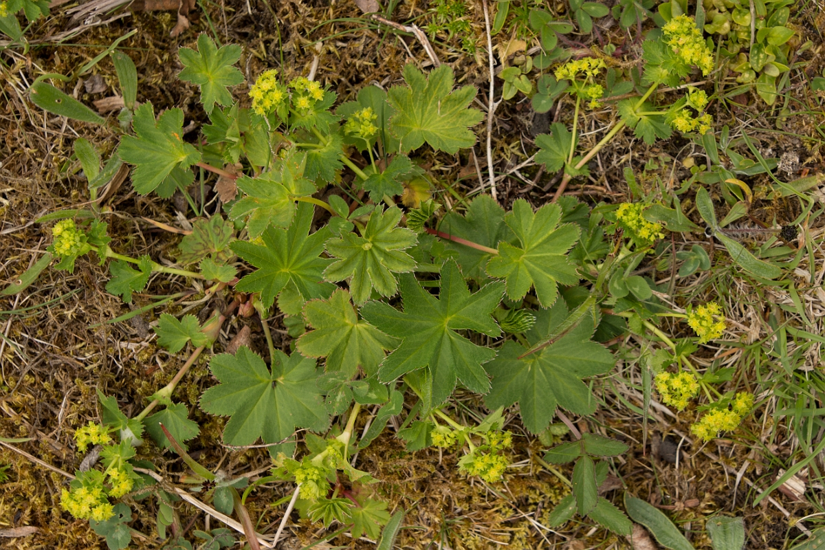 David Plant Photography - Wildlife Photography - Smooth ladys-mantle - C.jpg - Smooth ladys-mantle - Ayrshire
