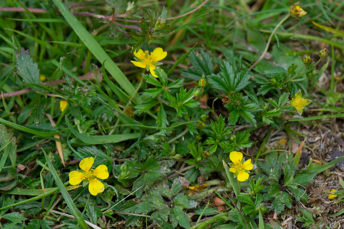 David Plant Photography - Wildlife Photography - Tormentil - B.JPG - Tormentil - Argyll