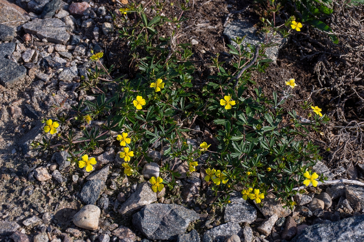 David Plant Photography - Wildlife Photography - Tormentil - C.JPG - Tormentil - Sutherland