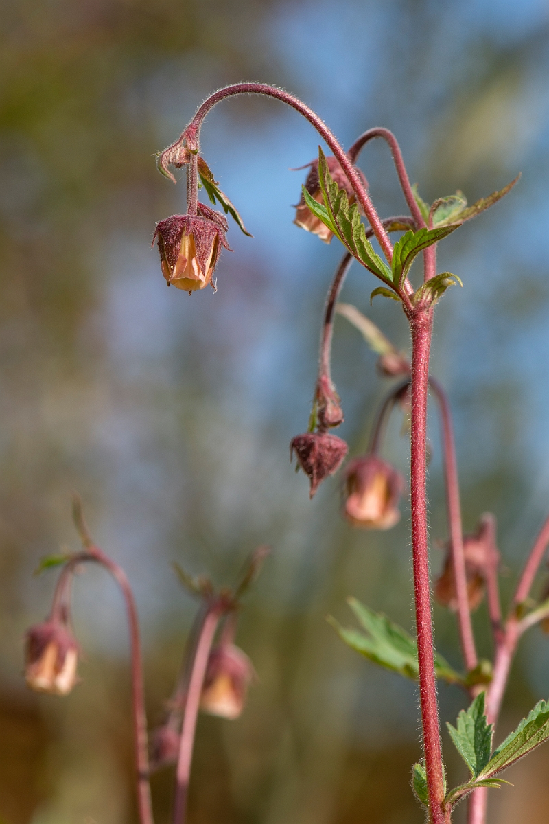 David Plant Photography - Wildlife Photography - Water avens - C.JPG - Water avens flowers - Cotswolds