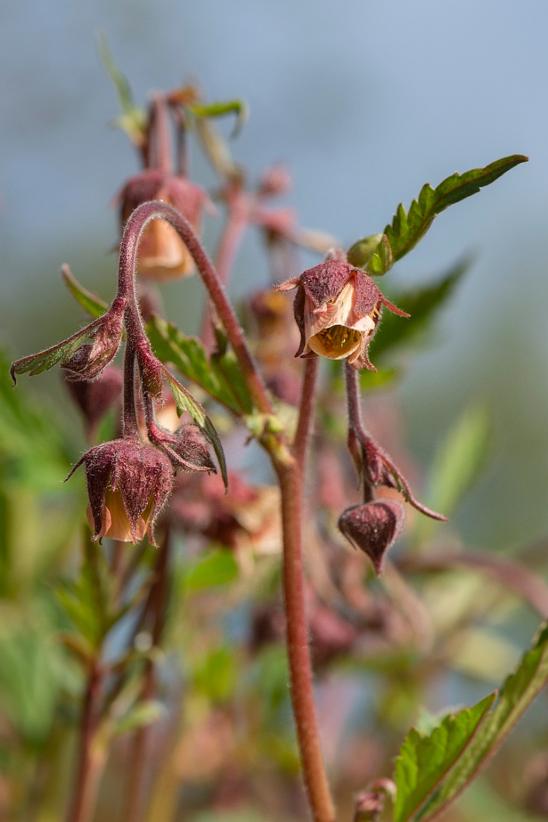 David Plant Photography - Wildlife Photography - Water avens - D.JPG - Water avens flowers - Cotswolds