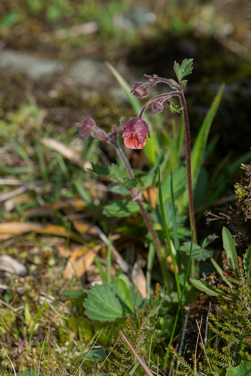David Plant Photography - Wildlife Photography - Water avens - F.JPG - Water avens - Perthshire