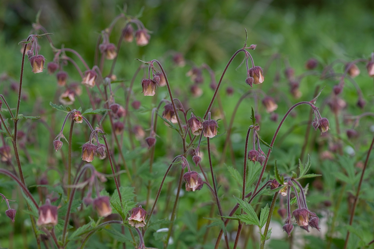 David Plant Photography - Wildlife Photography - Water avens - G.JPG - Water avens - Cotswolds