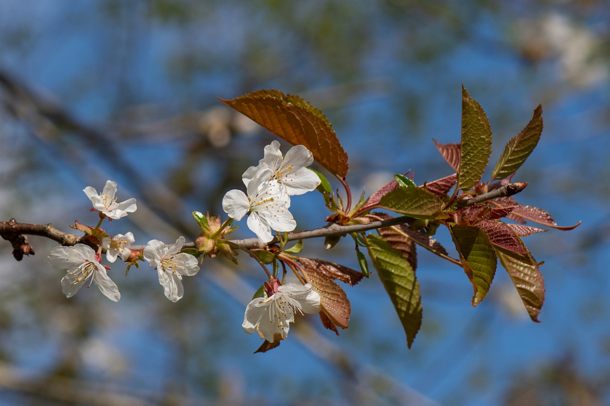 David Plant Photography - Wildlife Photography - Wild cherry - A.JPG - Wild cherry - Cotswolds