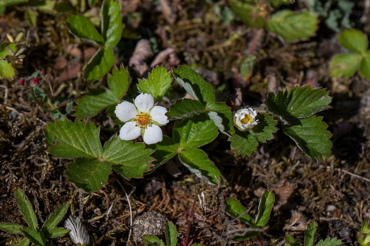 David Plant Photography - Wildlife Photography - Wild strawberry - A.JPG - Wild strawberry - Kent