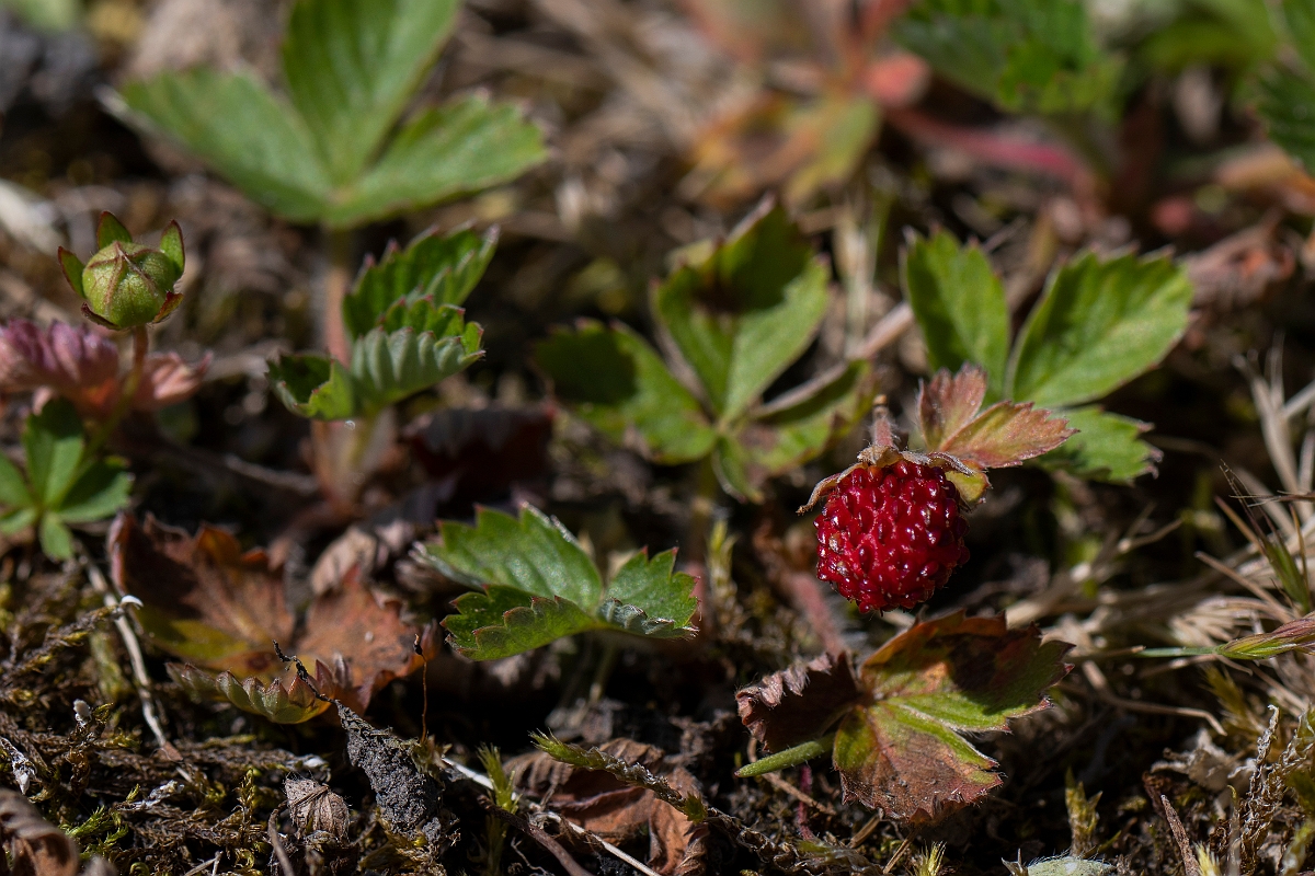 David Plant Photography - Wildlife Photography - Wild strawberry - C.JPG - Wild strawberry - Kent
