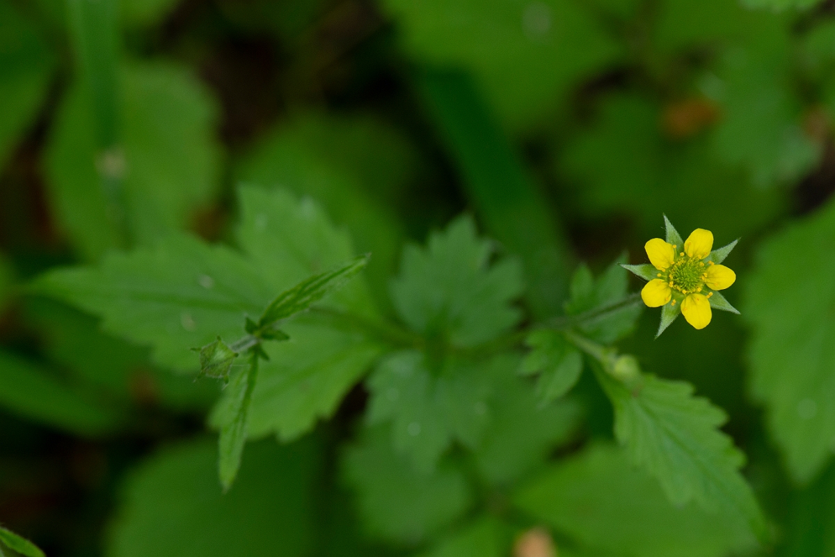 David Plant Photography - Wildlife Photography - Wood avens - A.JPG - Wood avens - Cambridgeshire
