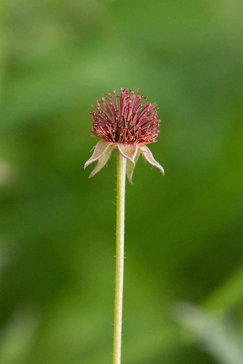 David Plant Photography - Wildlife Photography - Wood avens - D.JPG - Wood avens seeds - Cambridgeshire