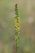 David Plant Photography - Wildlife Photography - Agrimony - A