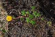 David Plant Photography - Wildlife Photography - Alpine cinquefoil - A
