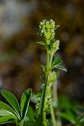 David Plant Photography - Wildlife Photography - Alpine ladys-mantle - E
