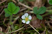 David Plant Photography - Wildlife Photography - Barren strawberry - C