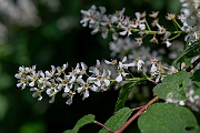 David Plant Photography - Wildlife Photography - Bird cherry - A