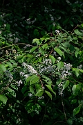 David Plant Photography - Wildlife Photography - Bird cherry - B
