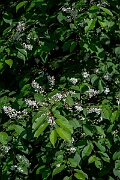David Plant Photography - Wildlife Photography - Bird cherry - C