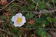 David Plant Photography - Wildlife Photography - Burnet rose - F