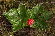 David Plant Photography - Wildlife Photography - Cloudberry - A