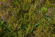 David Plant Photography - Wildlife Photography - Cloudberry - B