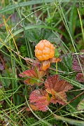 David Plant Photography - Wildlife Photography - Cloudberry - C