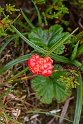 David Plant Photography - Wildlife Photography - Cloudberry - D