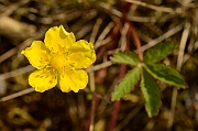 David Plant Photography - Wildlife Photography - Creeping cinquefoil - A