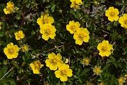 David Plant Photography - Wildlife Photography - Creeping cinquefoil - B