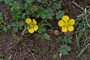 David Plant Photography - Wildlife Photography - Creeping cinquefoil - C