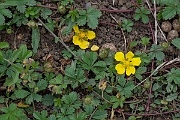 David Plant Photography - Wildlife Photography - Creeping cinquefoil - D