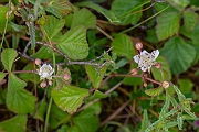 David Plant Photography - Wildlife Photography - Dewberry - A