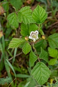 David Plant Photography - Wildlife Photography - Dewberry - B