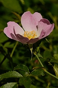 David Plant Photography - Wildlife Photography - Dog rose - A